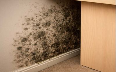 Comment repérer une moisissure invisible dans son logement